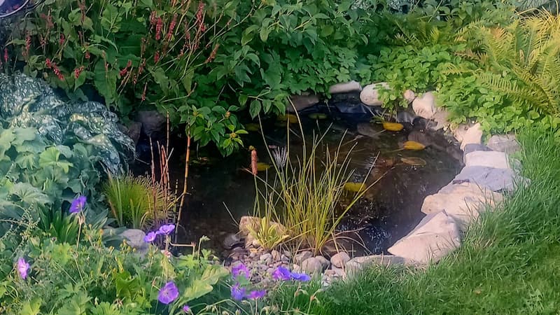 Wildlife-friendly pond and marginal planting